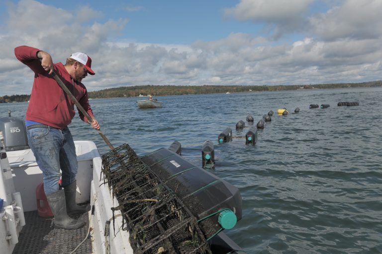 image of Frenchman Bay Oyster Company